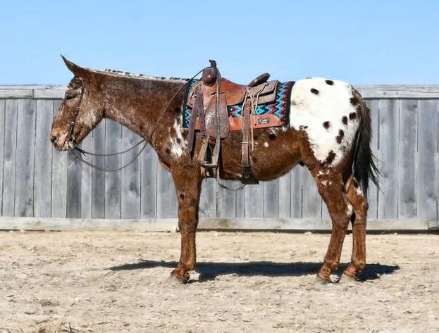 Image for Interstate Regional Stockyards TWO DAY FEBRUARY SPECIAL - DAY 2 - THURSDAY FEBRUARY 19TH