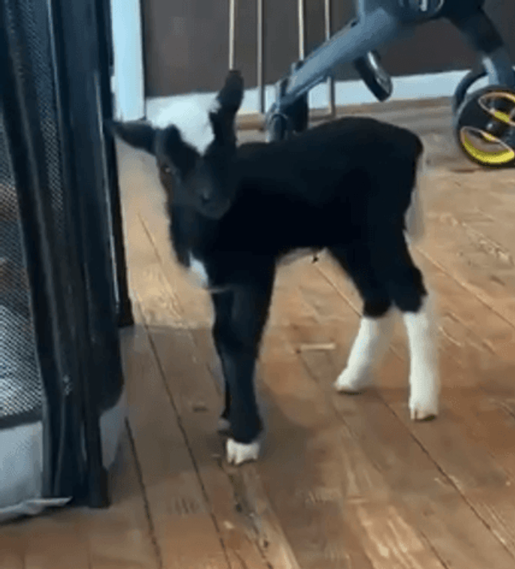 Image for Jones Livestock Auction THURSDAY FEBRUARY 5TH -  Jones, Oklahoma