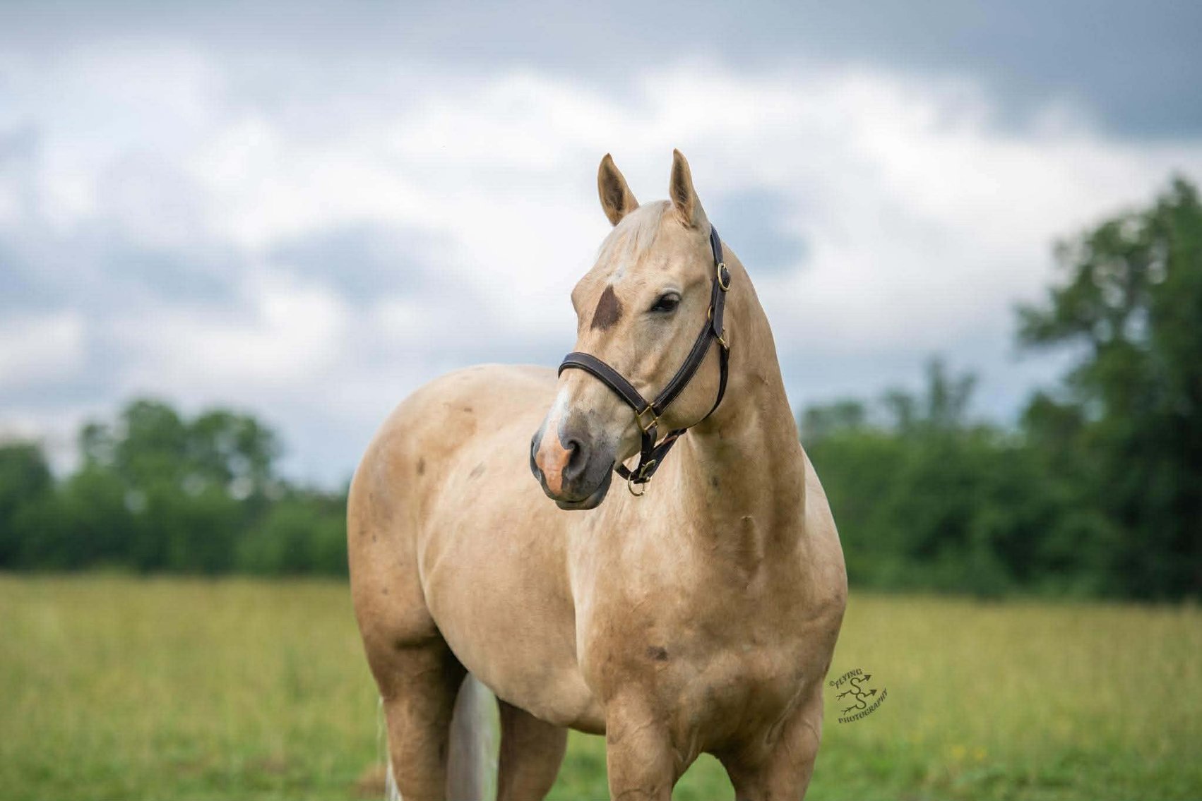 Image for Reno County Stockyards Horse Sale WEDNESDAY, FEBRUARY 11TH - South Hutchinson, KS