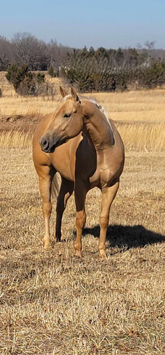 Image for Jones Livestock Auction HORSE & TACK SALE!   SATURDAY, FEBRUARY 14TH