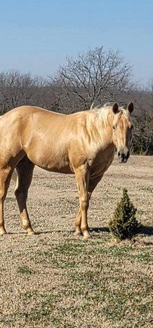 Image for Jones Livestock Auction HORSE & TACK SALE!   SATURDAY, FEBRUARY 14TH