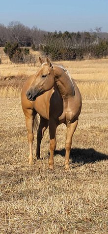 Image for Jones Livestock Auction HORSE & TACK SALE!   SATURDAY, FEBRUARY 14TH