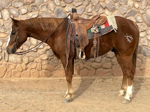 Image for Reno County Stockyards Horse Sale WEDNESDAY, FEBRUARY 11TH - South Hutchinson, KS