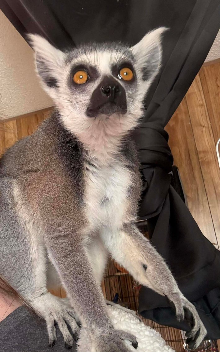 Image for Jones Livestock Auction THURSDAY FEBRUARY 12TH -  Jones, Oklahoma