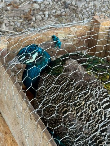 Image for Jones Livestock Auction THURSDAY FEBRUARY 12TH -  Jones, Oklahoma