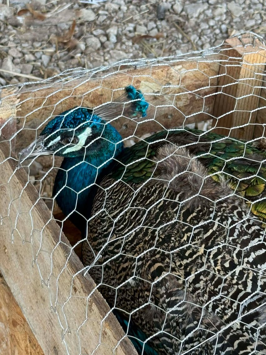 Image for Jones Livestock Auction THURSDAY FEBRUARY 12TH -  Jones, Oklahoma