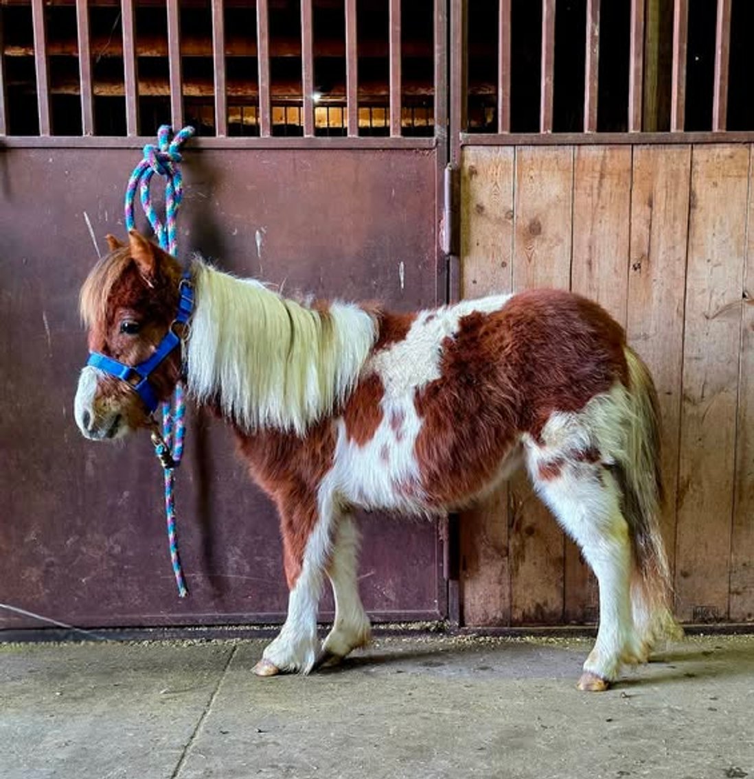 Image for Colfax Horse Sale  - SUNDAY, FEBRUARY 15TH - Colfax, Iowa