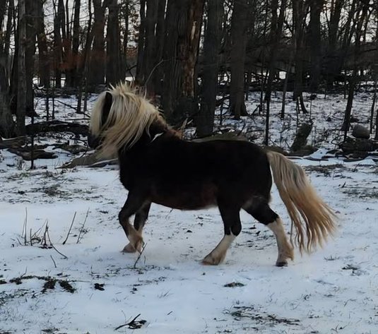 Image for Colfax Horse Sale  - SUNDAY, FEBRUARY 15TH - Colfax, Iowa