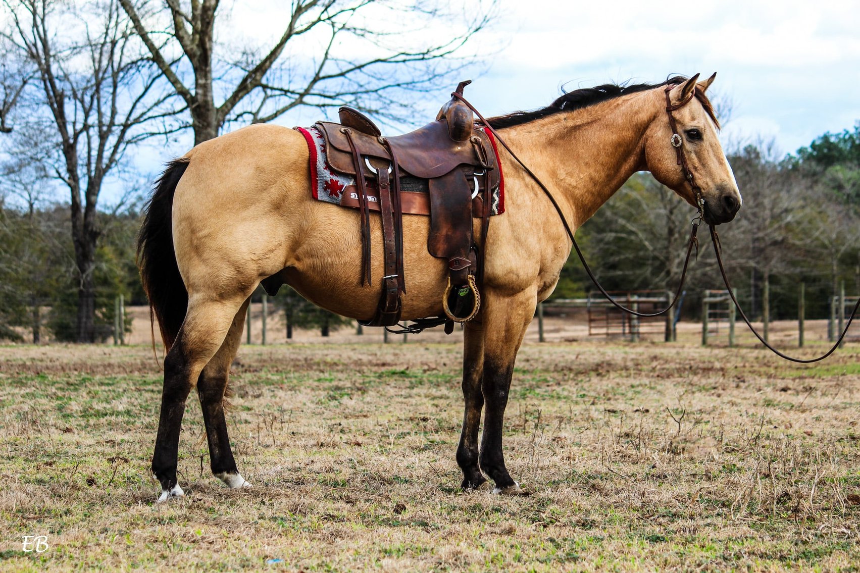 Image for Mize Horse Sale - SATURDAY, FEBRUARY 21ST - Mize, Mississippi