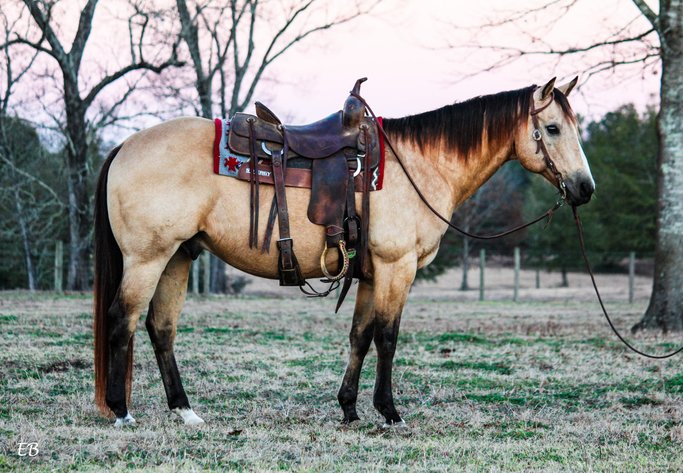 Image for Mize Horse Sale - SATURDAY, FEBRUARY 21ST - Mize, Mississippi
