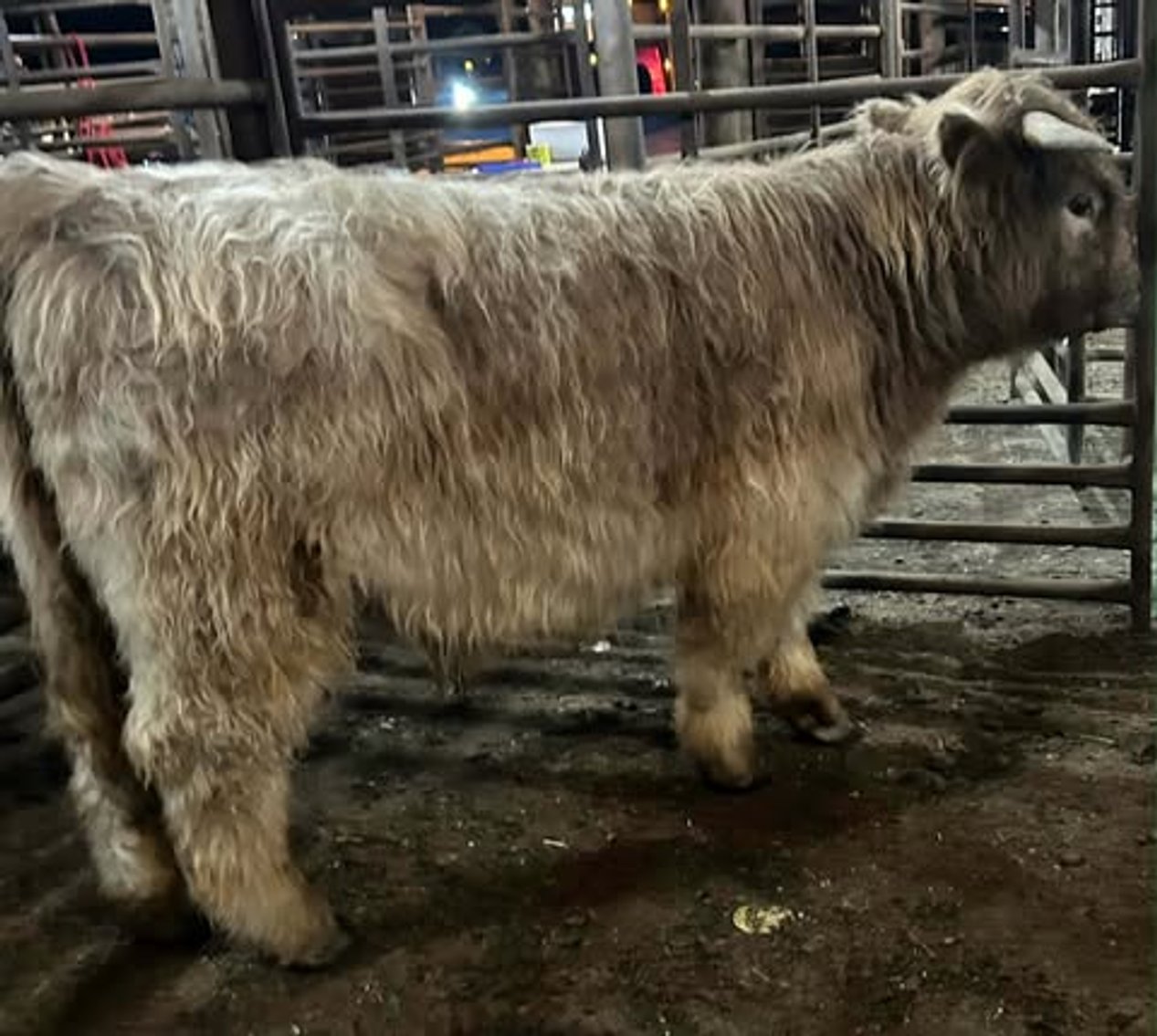 Image for Fort Smith Horse & Mule Sale - SATURDAY, FEBRUARY 21ST - Moffett, Oklahoma