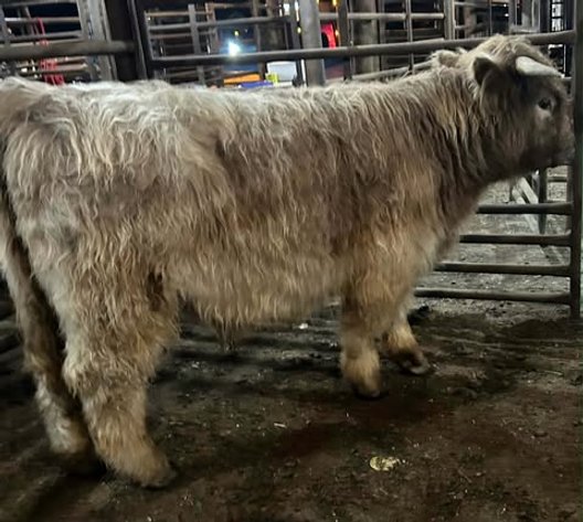 Image for Fort Smith Horse & Mule Sale - SATURDAY, FEBRUARY 21ST - Moffett, Oklahoma