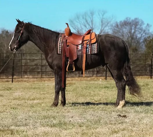Image for East Tennessee 4B Gaited Horse Sale  White Pine, Tennessee - February 28th