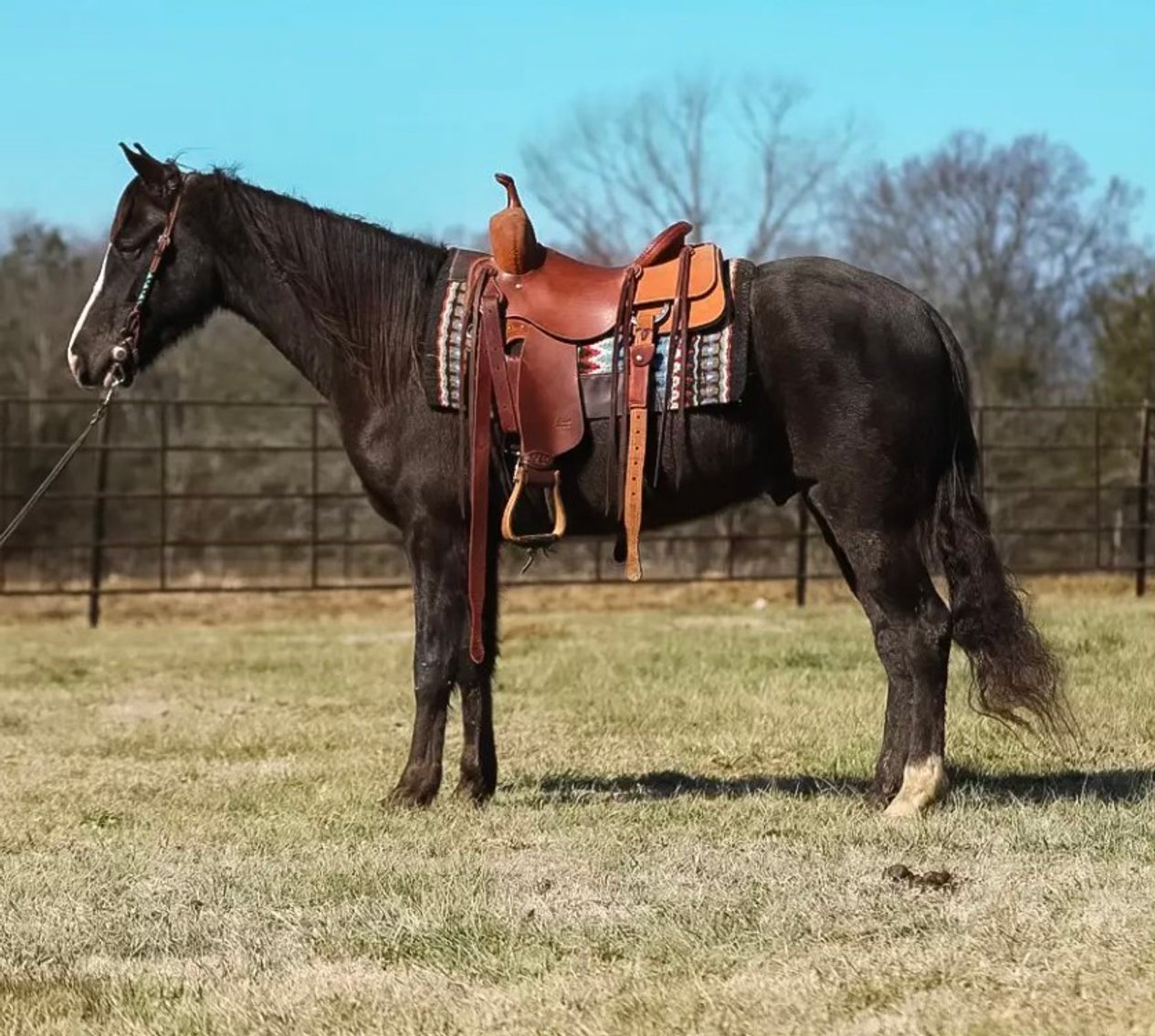 Image for East Tennessee 4B Gaited Horse Sale  White Pine, Tennessee - February 28th