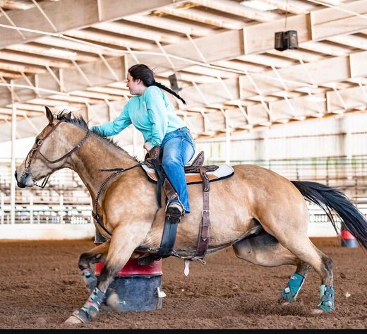 Image for Springfield Livestock Horse Sale FRIDAY FEBRUARY 27TH - Springfield, MO