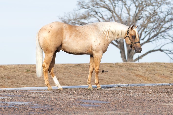 Image for Corsica Horse Sale Two Day March Horse Sale - DAY ONE - SATURDAY, MARCH 14TH - Corsica, South Dakota