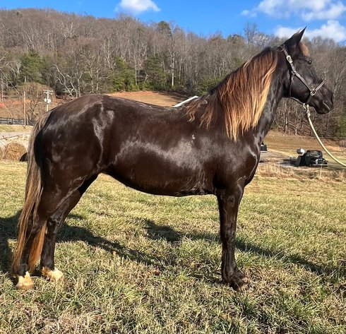 Image for East Tennessee 4B Gaited Horse Sale  White Pine, Tennessee - February 28th