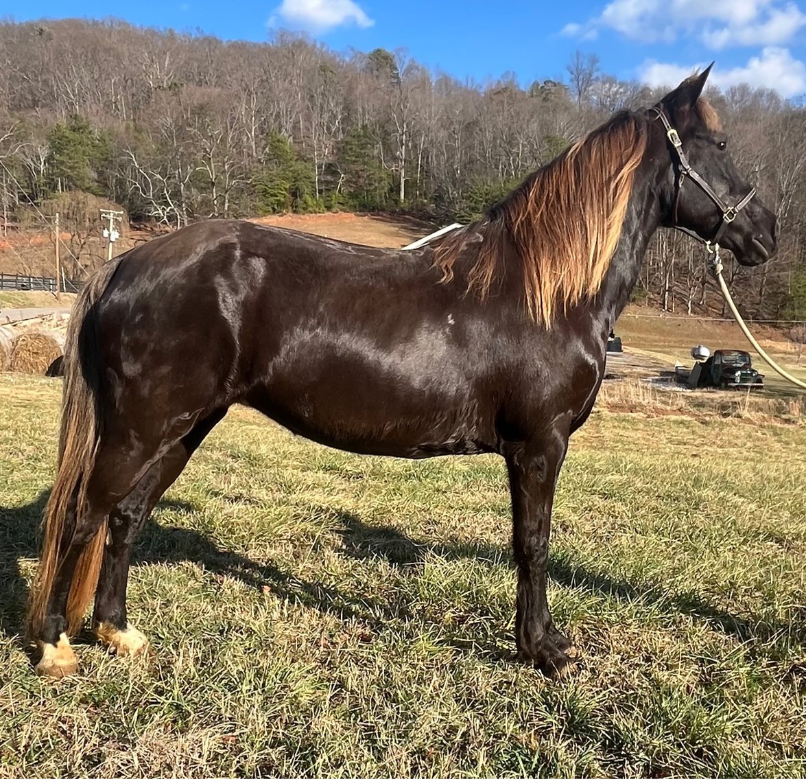 Image for East Tennessee 4B Gaited Horse Sale  White Pine, Tennessee - February 28th