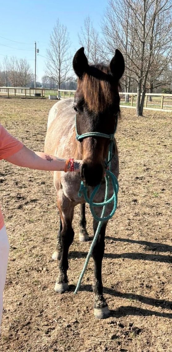 Image for Southern States Equine Performance Horse Sale - SATURDAY, MARCH 7TH - Carthage, MS