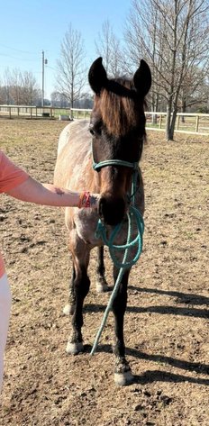 Image for Southern States Equine Performance Horse Sale - SATURDAY, MARCH 7TH - Carthage, MS