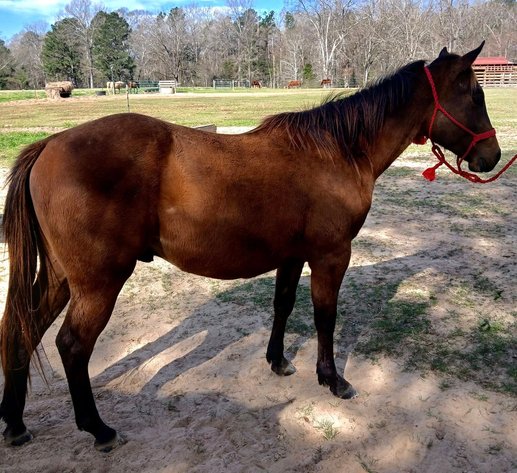 Image for Southern States Equine Performance Horse Sale - SATURDAY, MARCH 7TH - Carthage, MS
