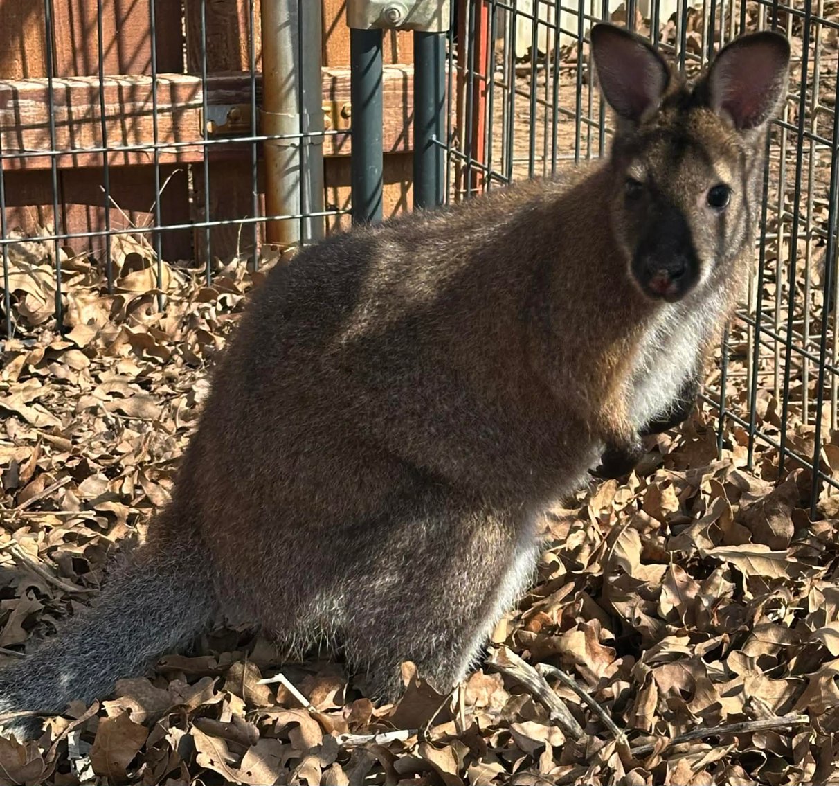 Image for Jones Livestock Auction THURSDAY MARCH 5TH -  Jones, Oklahoma