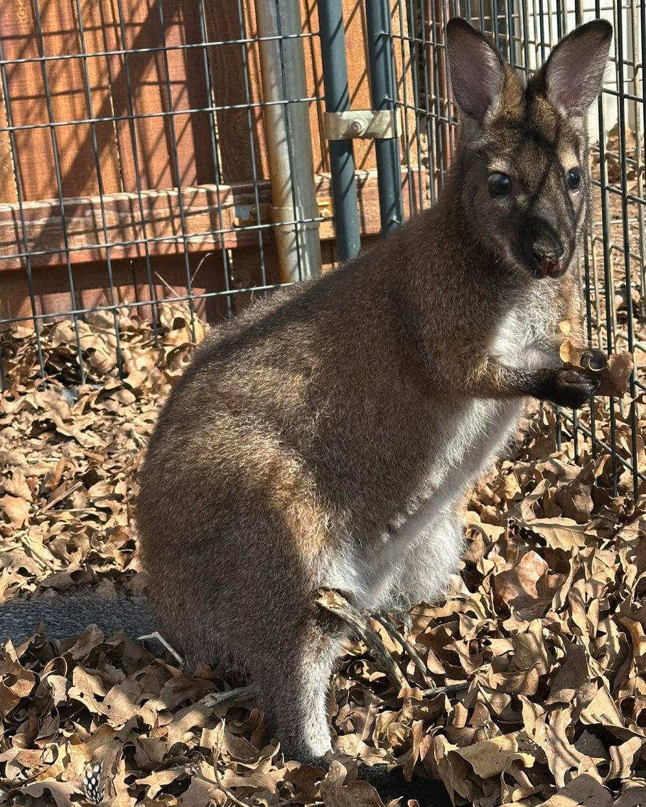 Image for Jones Livestock Auction THURSDAY MARCH 5TH -  Jones, Oklahoma