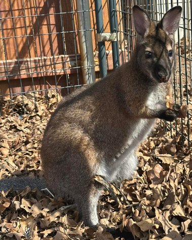 Image for Jones Livestock Auction THURSDAY MARCH 5TH -  Jones, Oklahoma