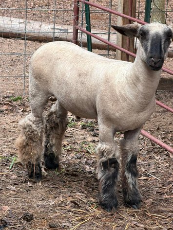 Image for Mize Horse Sale - SATURDAY, MARCH 21ST - Mize, Mississippi