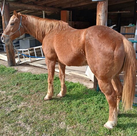 Image for OK Horse Auction Special Sale - SATURDAY, APRIL 4TH - McAlester, Oklahoma