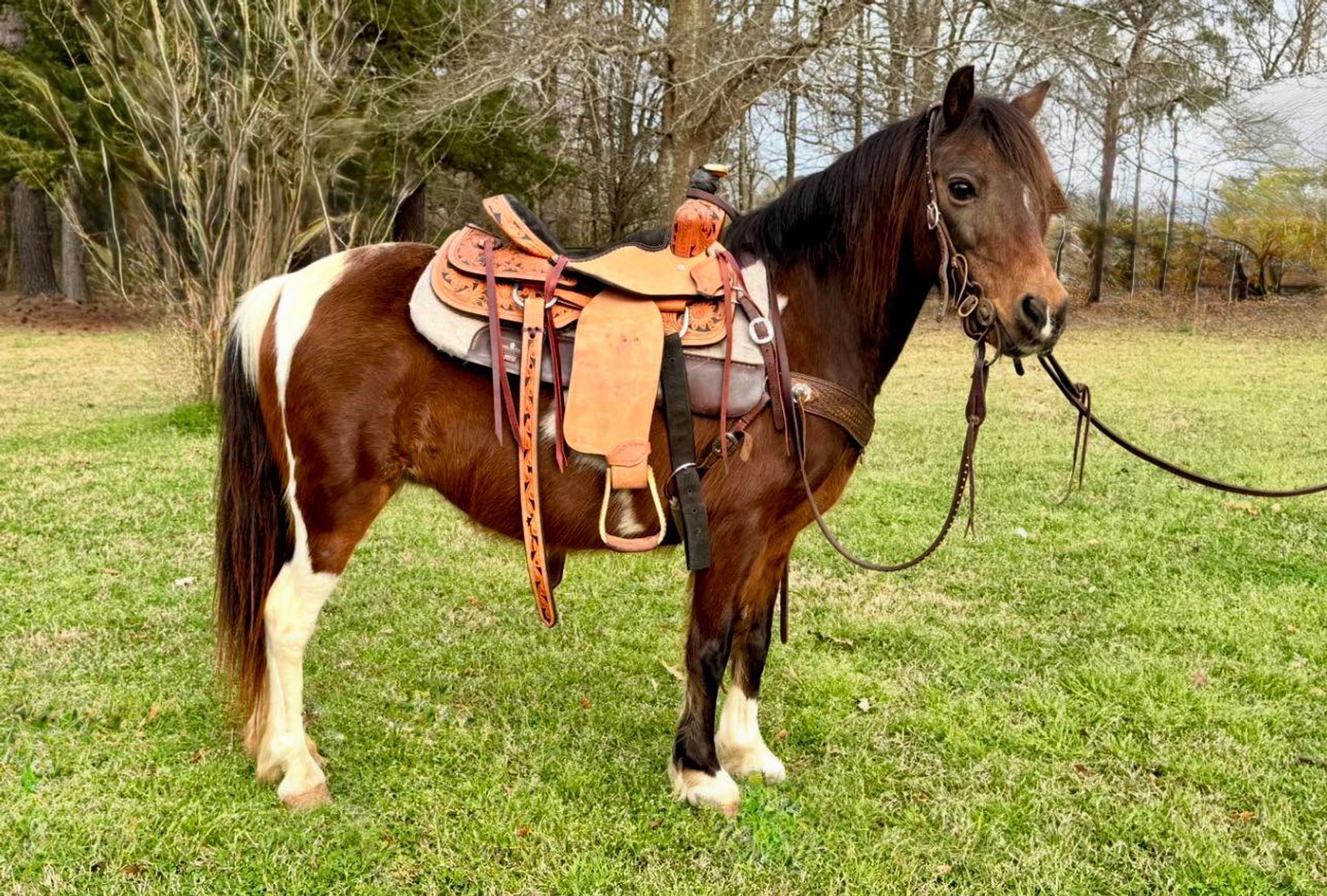 Image for Southern States Equine Performance Horse Sale - SATURDAY, MARCH 7TH - Carthage, MS