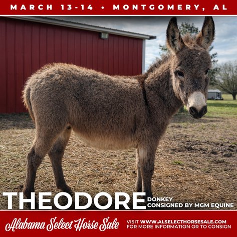 Image for Alabama Select Horse Sale - SATURDAY, MARCH 14TH - Montgomery, AL