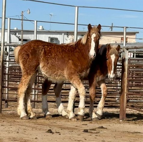Image for Reno County Stockyards Horse Sale WEDNESDAY, MARCH 11TH - South Hutchinson, KS