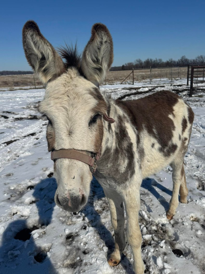 Image for Jones Livestock Auction HORSE & TACK SALE!   SATURDAY, MARCH 14TH