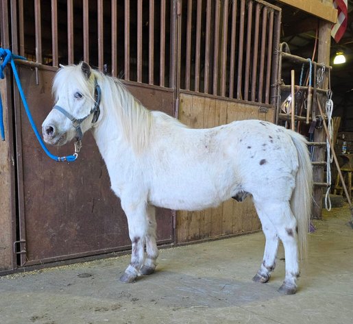 Image for Colfax Horse Sale  - SUNDAY, MARCH 15TH - Colfax, Iowa