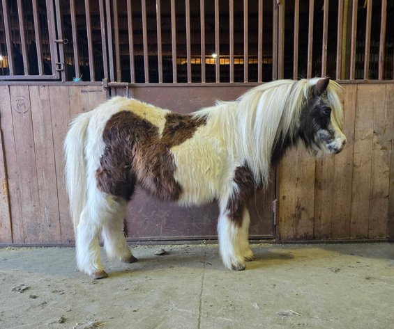 Image for Colfax Horse Sale  - SUNDAY, MARCH 15TH - Colfax, Iowa