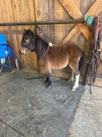 Image for Interstate Regional Stockyards Horse Sale - Cuba, Missouri WEDNESDAY MARCH 18TH