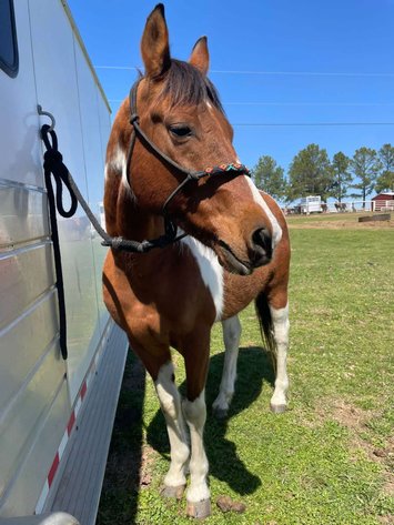 Image for Fort Smith Horse & Mule Sale - SATURDAY, MARCH 21ST - Moffett, Oklahoma