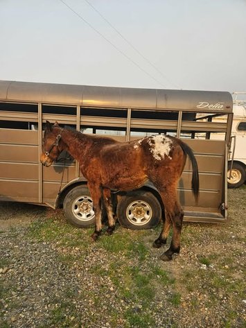 Image for Fort Smith Horse & Mule Sale - SATURDAY, MARCH 21ST - Moffett, Oklahoma