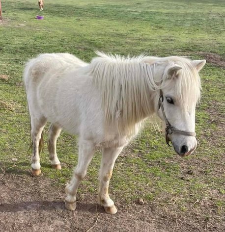 Image for OK Horse Auction Special Sale - SATURDAY, APRIL 4TH - McAlester, Oklahoma