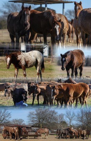 Image for Rafter E Quarter Horses Complete Dispersal - SATURDAY, APRIL 25TH -Pontotoc, Mississippi