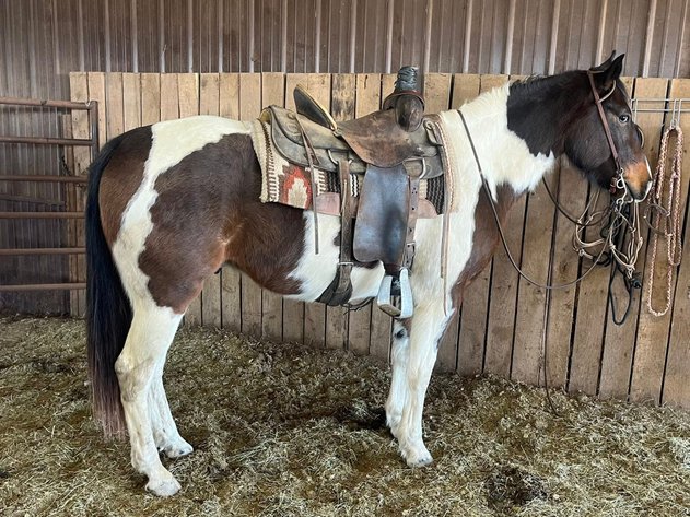 Image for OK Horse Auction Special Sale - SATURDAY, APRIL 4TH - McAlester, Oklahoma