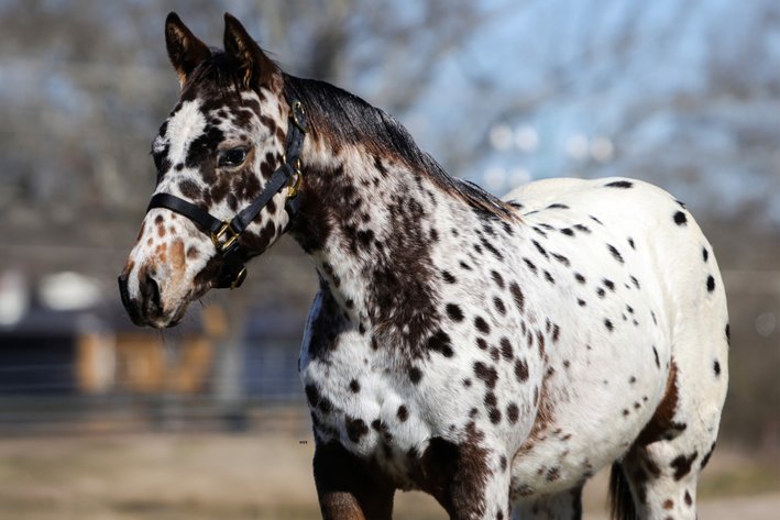 Image for Rafter E Quarter Horses Complete Dispersal - SATURDAY, APRIL 25TH -Pontotoc, Mississippi