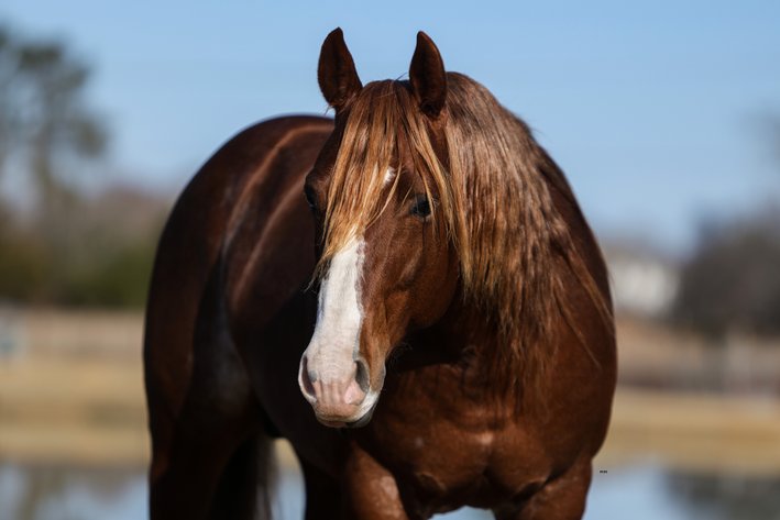 Image for Rafter E Quarter Horses Complete Dispersal - SATURDAY, APRIL 25TH -Pontotoc, Mississippi