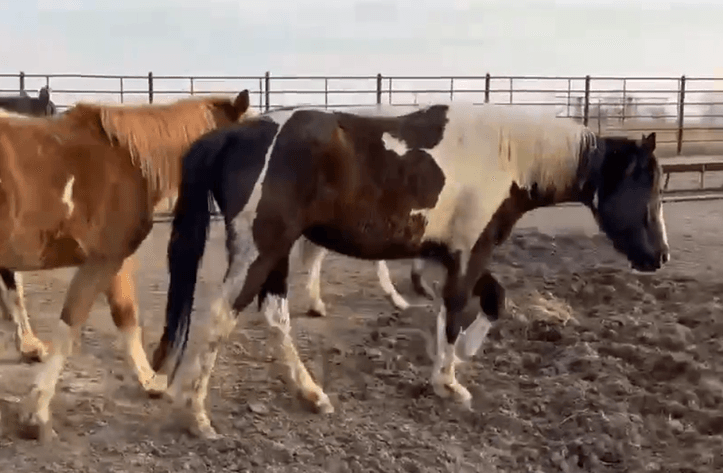 Image for Boonville Livestock Sales Spring Horse Sale - SATURDAY, MARCH 28TH - Boonville, MO