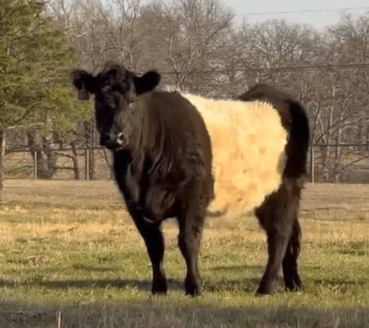 Image for Jones Livestock Auction THURSDAY APRIL 2ND -  Jones, Oklahoma