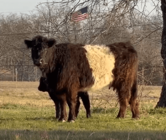 Image for Jones Livestock Auction THURSDAY APRIL 2ND -  Jones, Oklahoma