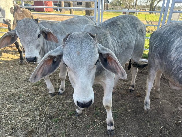 Image for Jones Livestock Auction THURSDAY APRIL 2ND -  Jones, Oklahoma