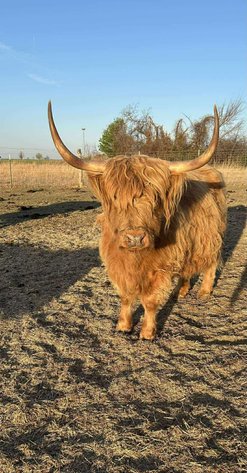 Image for Jones Livestock Auction THURSDAY APRIL 2ND -  Jones, Oklahoma