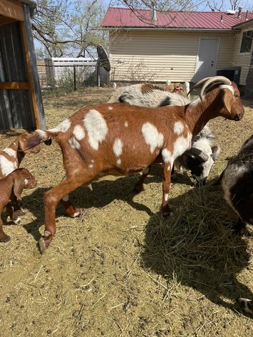 Image for Jones Livestock Auction THURSDAY APRIL 2ND -  Jones, Oklahoma